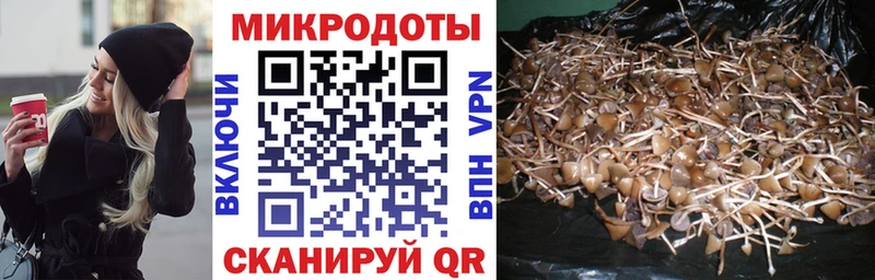 Галлюциногенные грибы Psilocybe  как найти наркотики  Кирсанов 